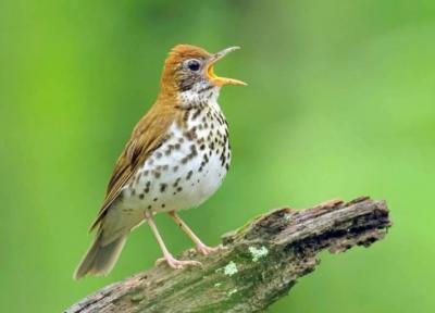 رمزی جالب در پس آواز خواندن پرندگان