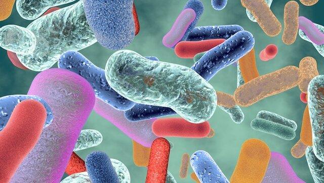 چگونه سیستم ایمنی بدن با باکتری های روده مقابله می نماید؟