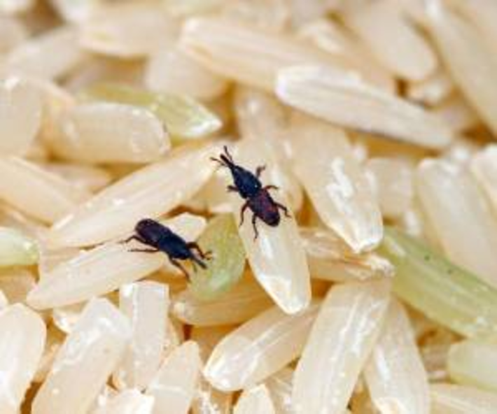 روش هایی ساده برای از بین بردن شپشک برنج