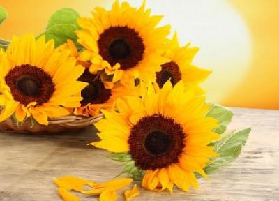 آموزش کاشت گل آفتابگردان در خانه