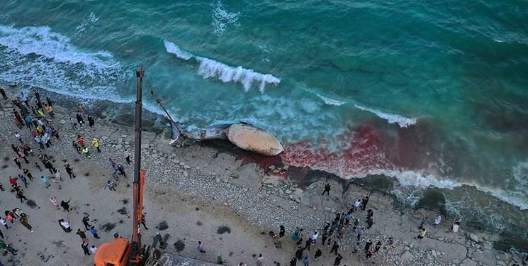 پیدا شدن لاشه نهنگ گرمسیری در سواحل کیش