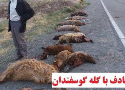 تاکسی به گله گوسفندان فراهان زد
