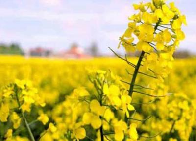 توصیه جهاد کشاورزی به کلزاکاران گلستانی