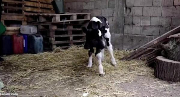 (ویدئو) تولد یک گوساله با دو سر!