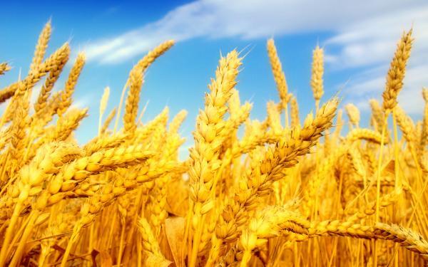 استقبال کشاورزان و شرکت های ماکارونی ازکشت قراردادی گندم در شهرستان ارزوئیه