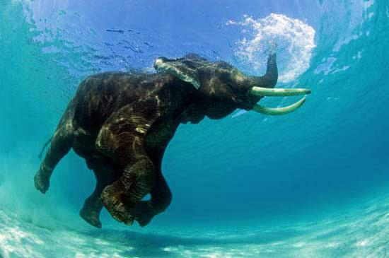 فیل شناگر در اقیانوس!!، عکس