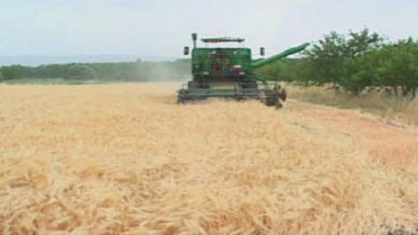 خرید25 هزار تن بذر گندم در لرستان پیش بینی می گردد