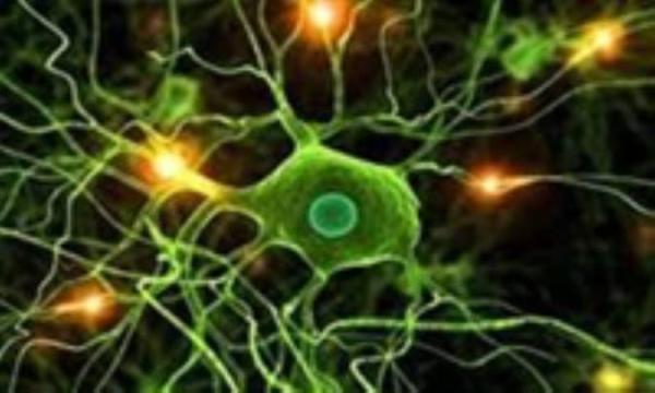 شرح ساختار و وظیفه بافت عصبی