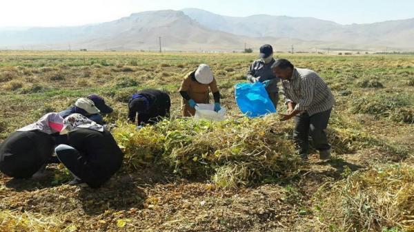 تولید بیش از 36 هزار تن حبوبات دیم در کردستان