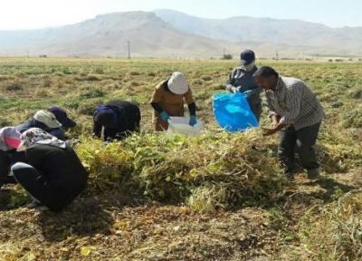 تولید بیش از 36 هزار تن حبوبات دیم در کردستان