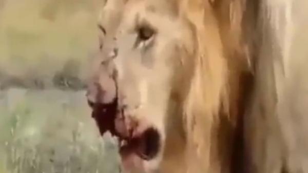 آسیب دیدن شیر ها در هنگام شکار گورخر