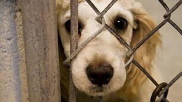 نگهداری 400 قلاده سگ رها شده در دهکده وفا