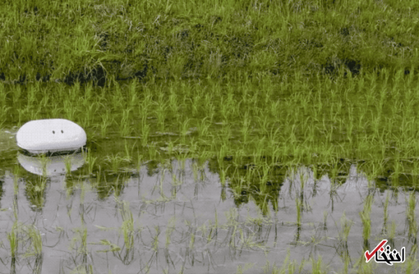 اردک رباتیک وارد مزارع ژاپن شد ، تازه ترین روش برای برنج کاری در دنیا