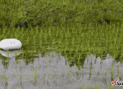 اردک رباتیک وارد مزارع ژاپن شد ، تازه ترین روش برای برنج کاری در دنیا