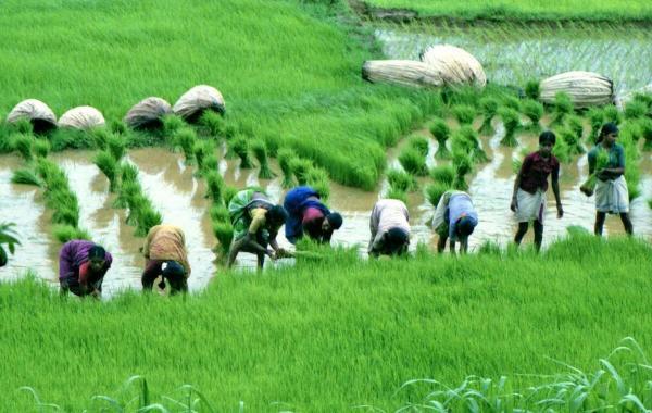 تلاطم در شالیزار، هند بازار جهانی برنج را به هم زد!
